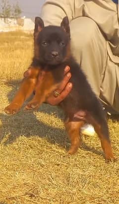 German shepherd dog