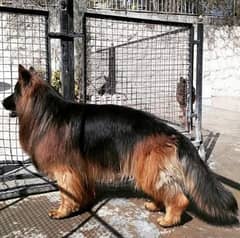 German shepherd My WhatsApp number 03001868066