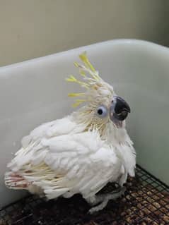 Titron cockatoo chick