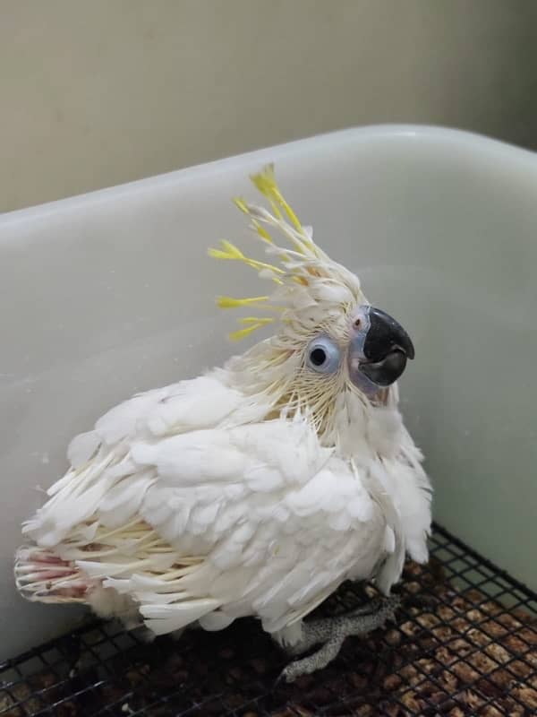 Titron cockatoo chick 0