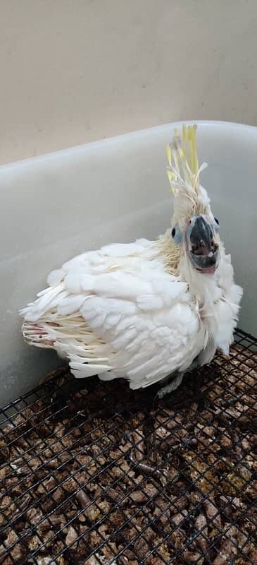 Titron cockatoo chick 1