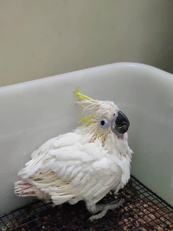 Titron cockatoo chick 3