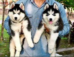 husky puppies available