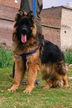 German shepherd My WhatsApp number 03001868066