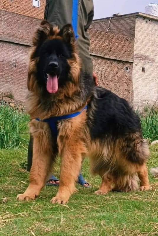 German shepherd My WhatsApp number 03001868066 0