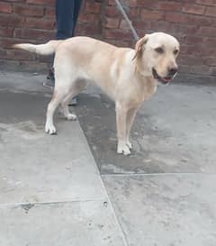 Labrador