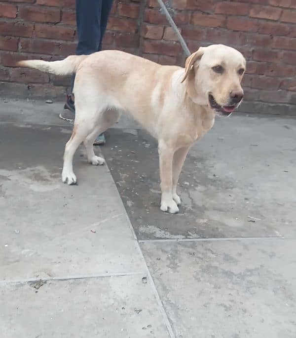 Labrador female for sale 0