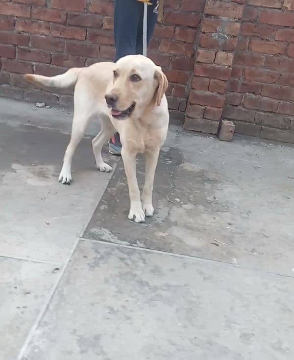 Labrador female for sale 1