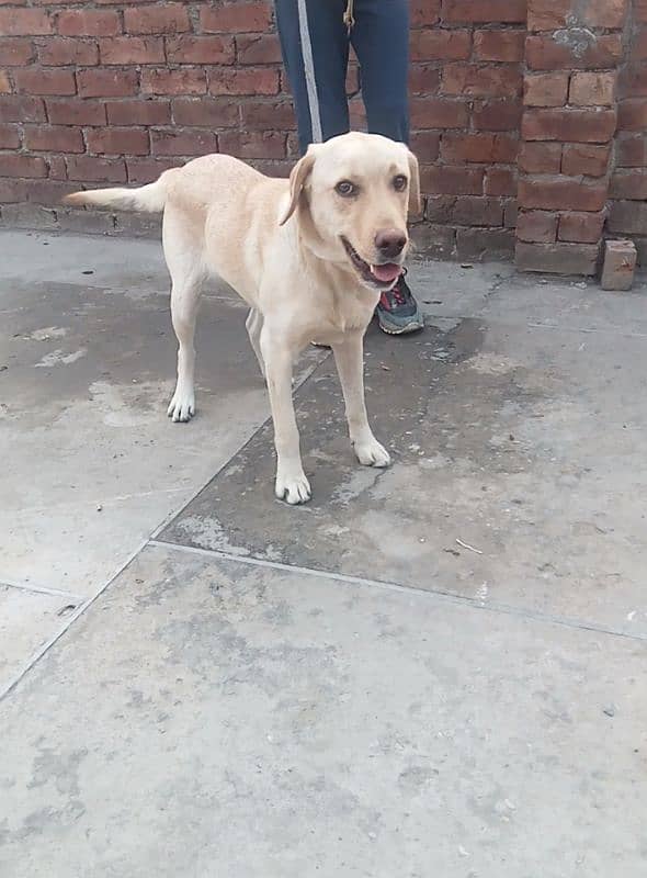 Labrador female for sale 3