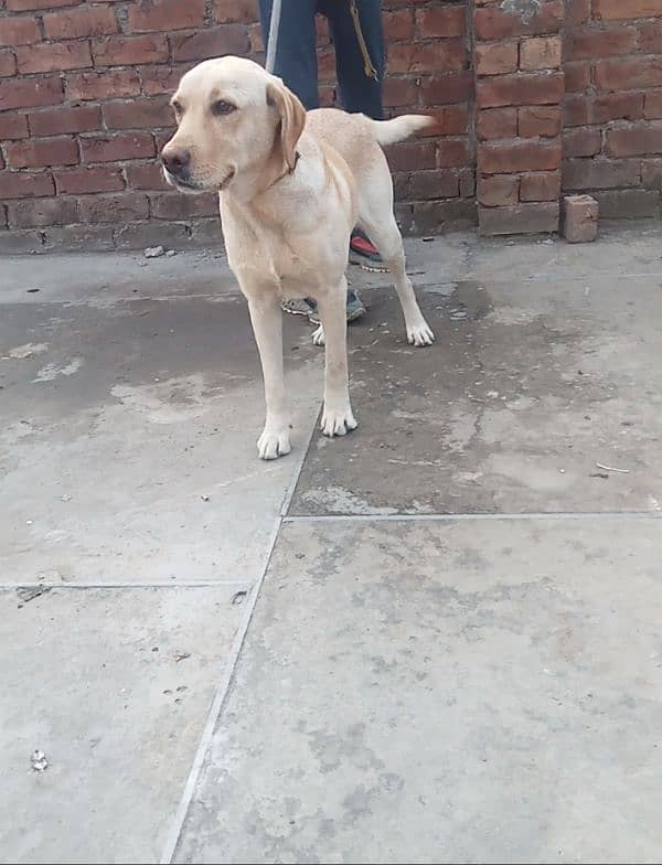 Labrador female for sale 4