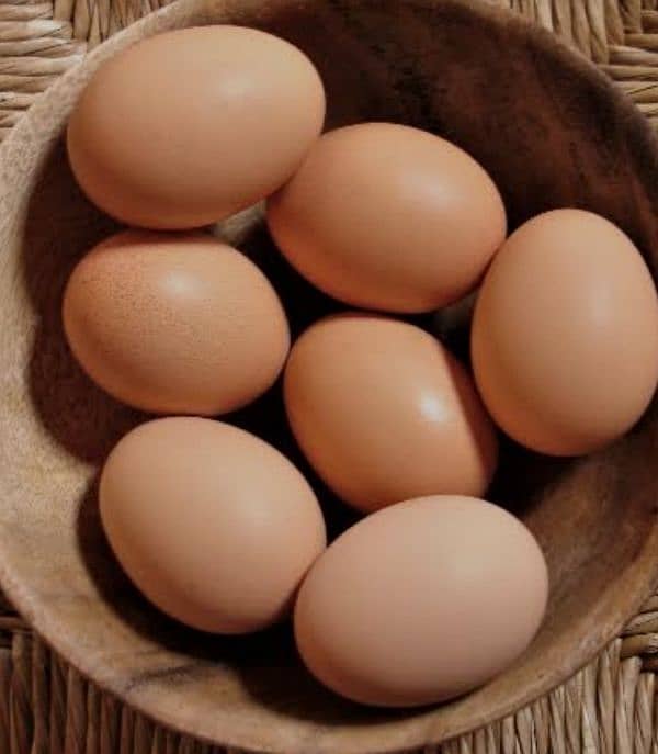 plymouth Rock fertile eggs 0