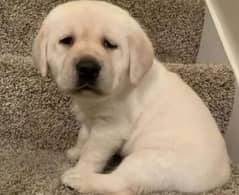 Labrador puppies 03361777030