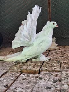 Indian fantail / Pigeons /کبوتر / fantail Pigeon