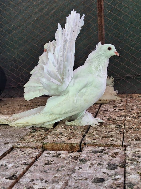 Indian fantail / Pigeons /کبوتر / fantail Pigeon 0