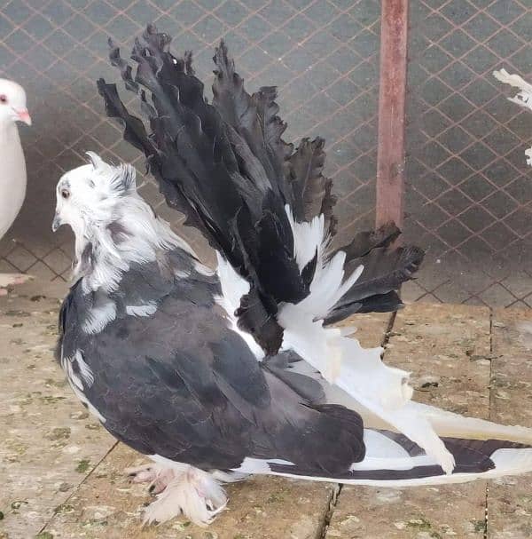 Indian fantail / Pigeons /کبوتر / fantail Pigeon 3