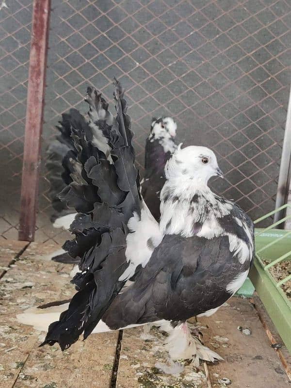 Indian fantail / Pigeons /کبوتر / fantail Pigeon 4