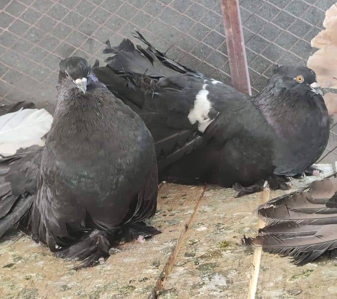 Indian fantail / Pigeons /کبوتر / fantail Pigeon 6