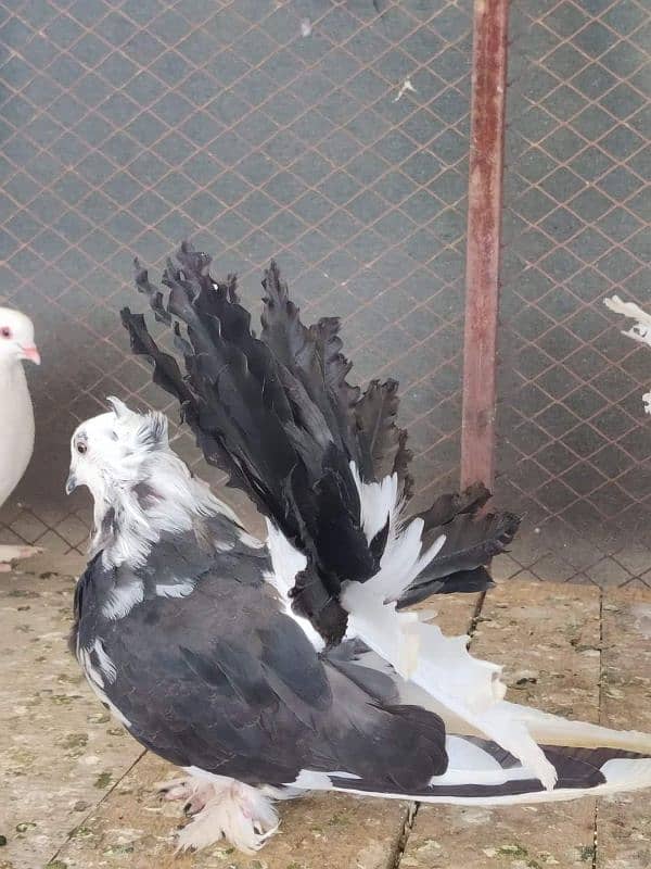 Indian fantail / Pigeons /کبوتر / fantail Pigeon 7