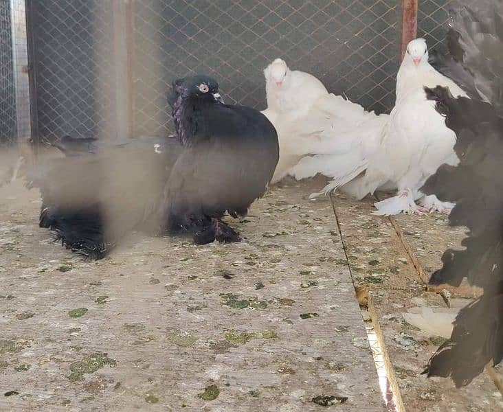 Indian fantail / Pigeons /کبوتر / fantail Pigeon 8