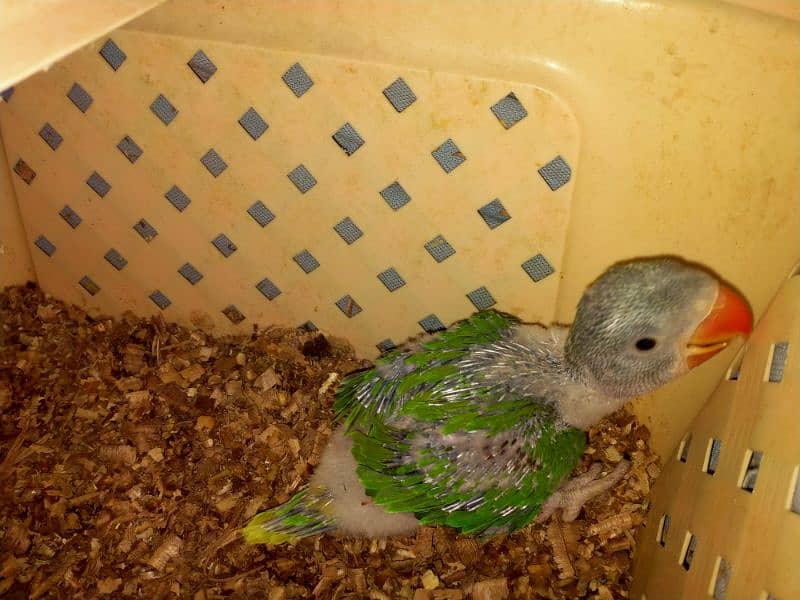 home breed raw chick 4 sale 2