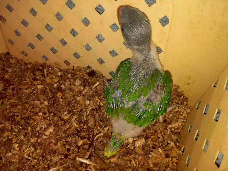 home breed raw chick 4 sale 3