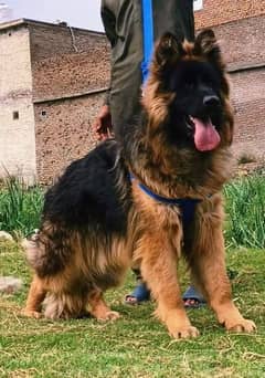 German shepherd My WhatsApp number 03001868066