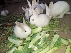 Rabbit babies for sale