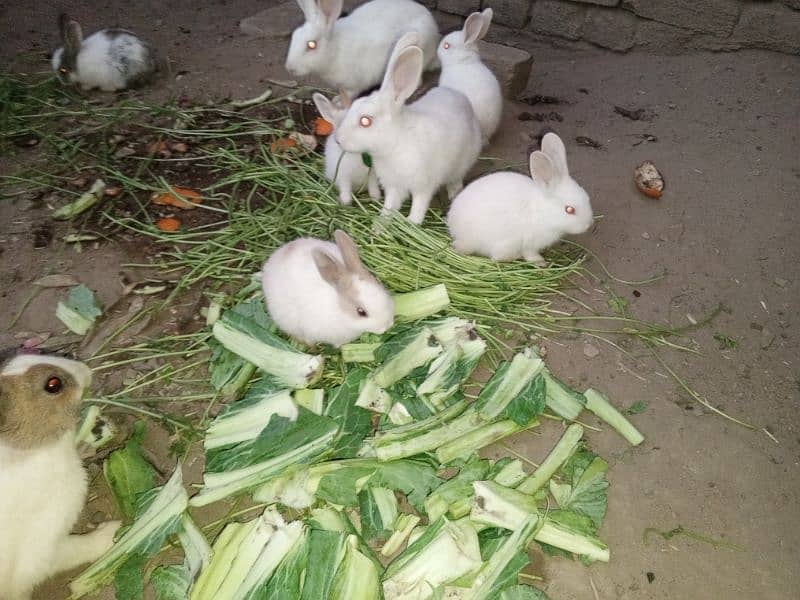 Rabbit babies for sale 1