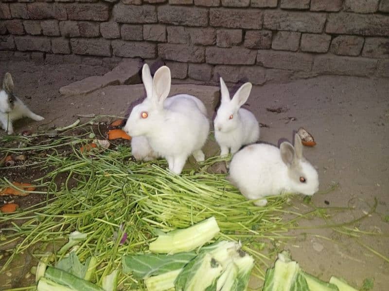 Rabbit babies for sale 2