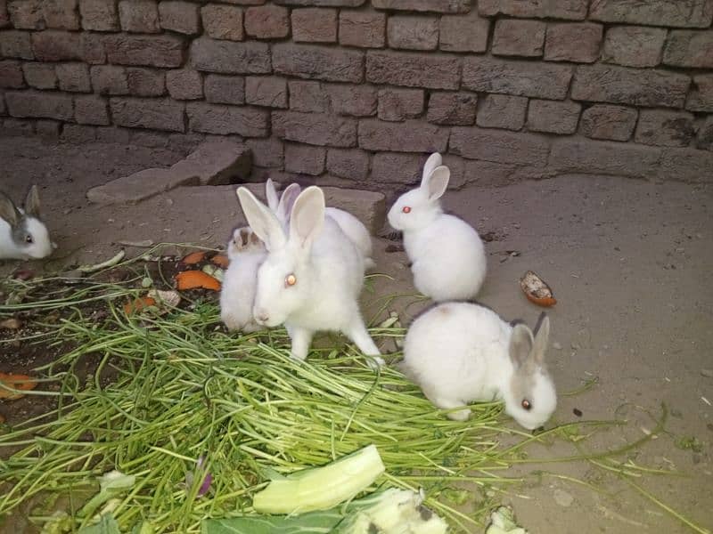 Rabbit babies for sale 3