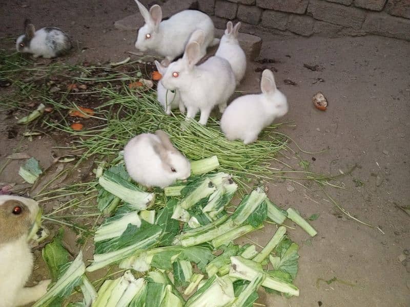 Rabbit babies for sale 4