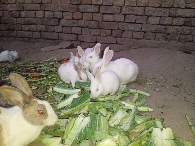 Rabbit babies for sale 5