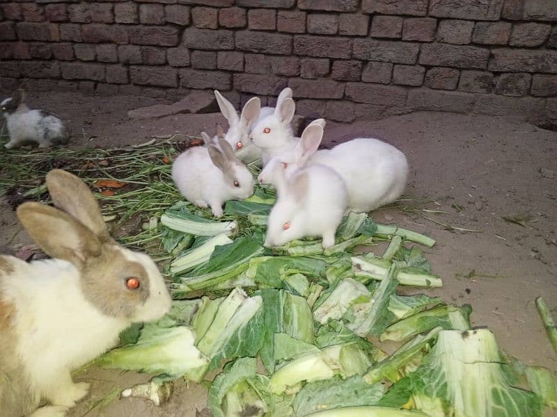 Rabbit babies for sale 6