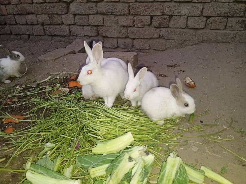 Rabbit babies for sale 7