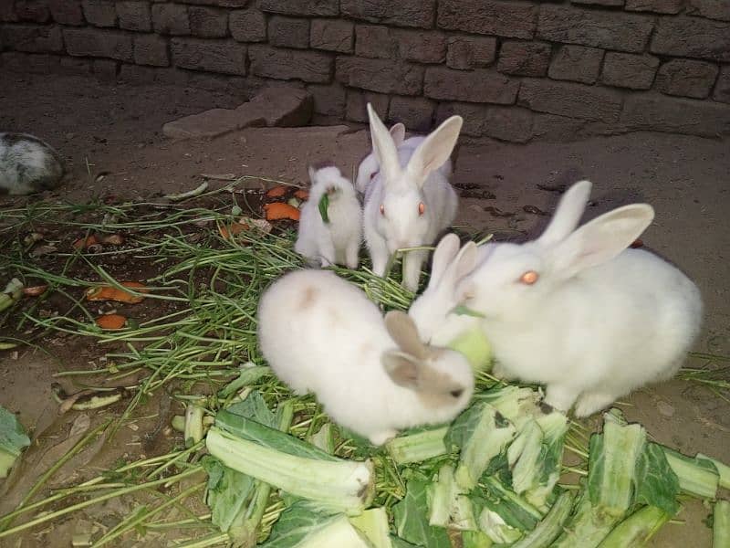 Rabbit babies for sale 8