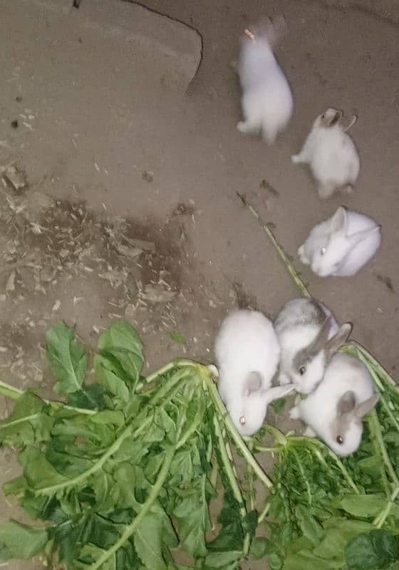 Rabbit babies for sale 9