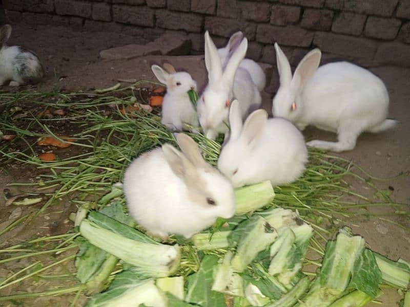 Rabbit babies for sale 10