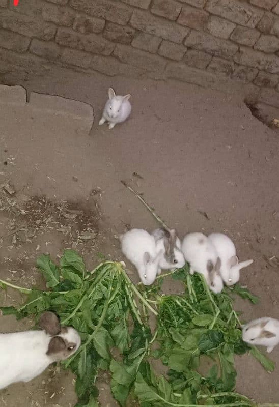 Rabbit babies for sale 11