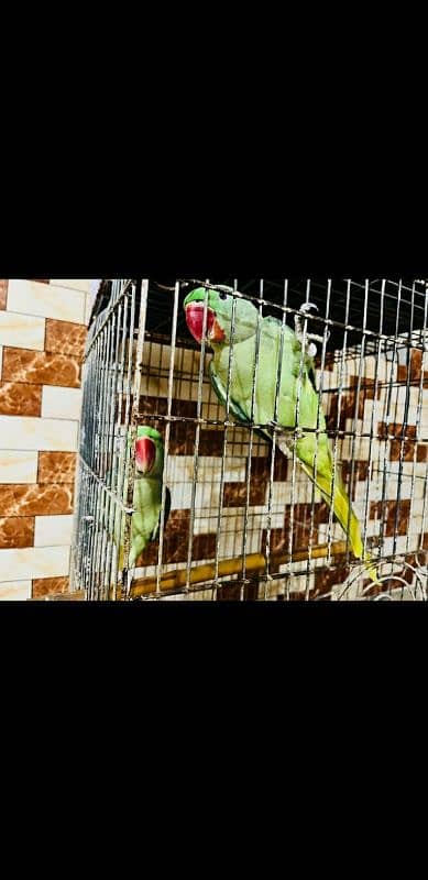 2 Raw pahari parrots for sale 2