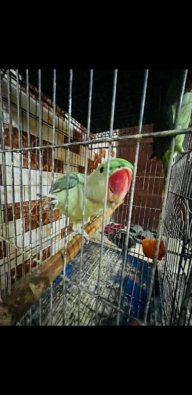 2 Raw pahari parrots for sale 3