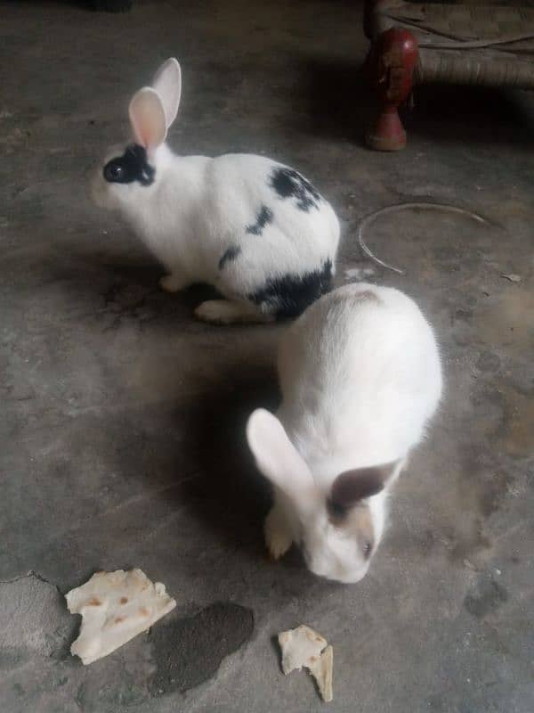 Beautiful Rabbit For sale One Male and One female 0