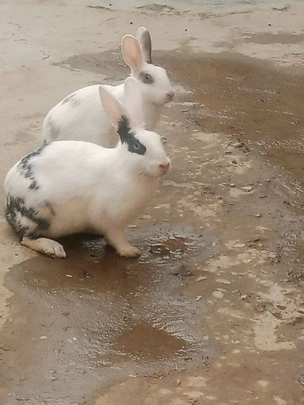 Beautiful Rabbit For sale One Male and One female 1