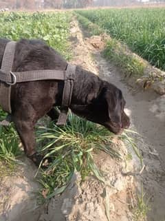 black Labrador