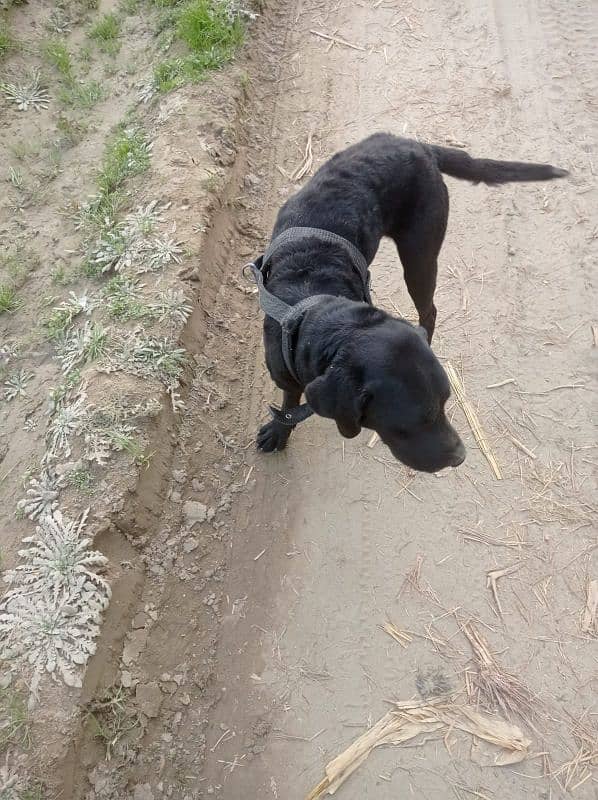 black Labrador 1