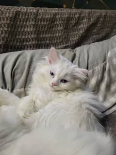 Persian kittens