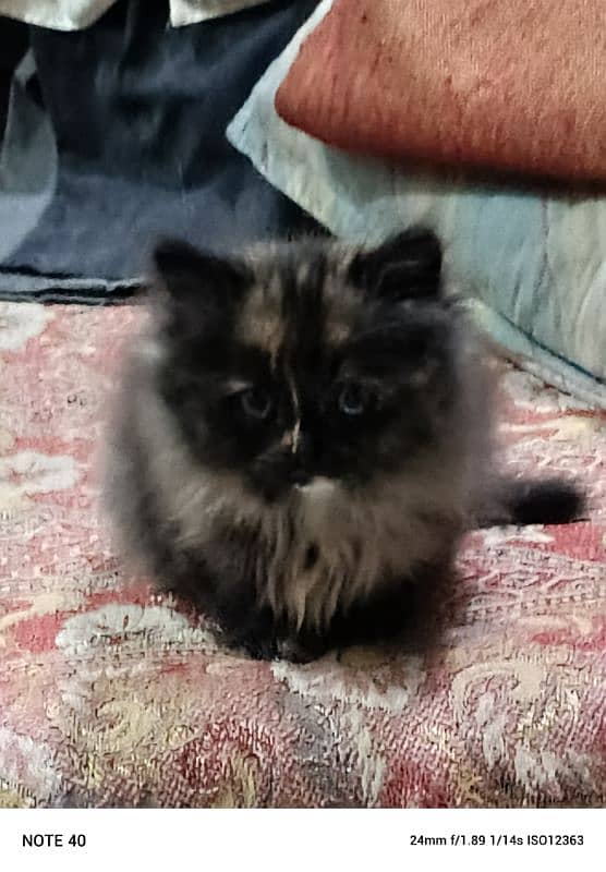 Persian kittens 2