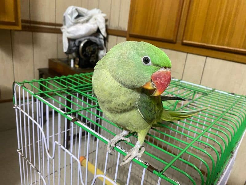 kashmiri raw parrot for sale 4 month age WhatsApp No 0326/77/20/525 1