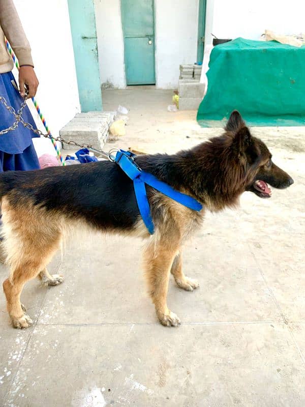 German Shepherd dog |pair male female |Urgent Sale 0