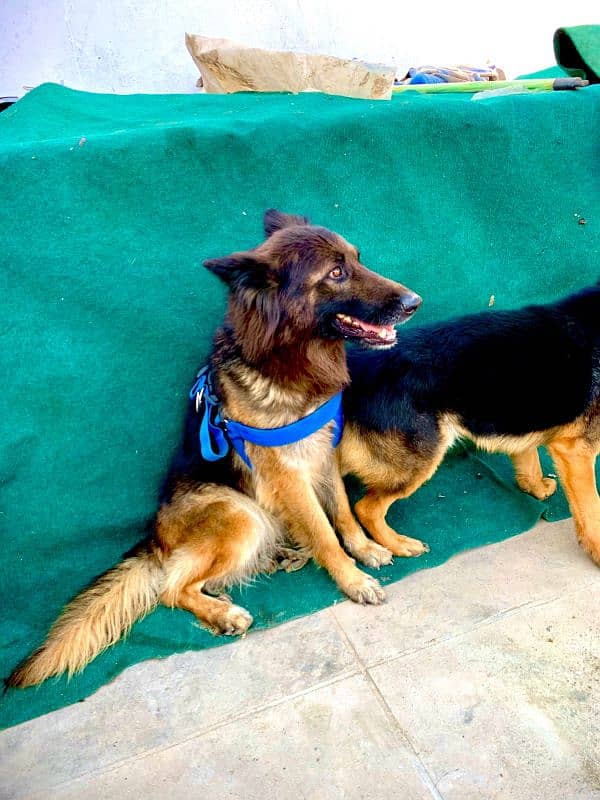 German Shepherd dog |pair male female |Urgent Sale 1