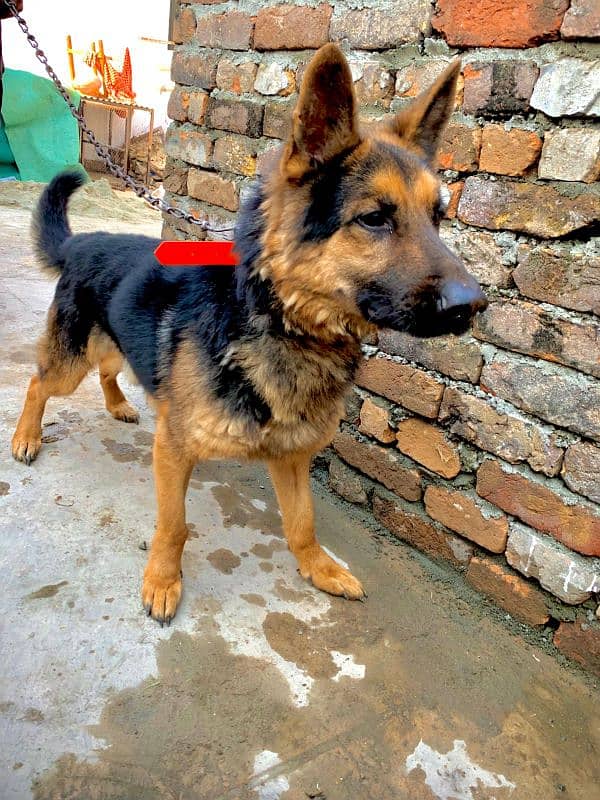 German Shepherd dog |pair male female |Urgent Sale 2